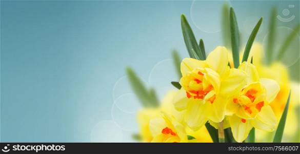 spring narcissus flowers in garden on blue bokeh background banner. spring narcissus garden