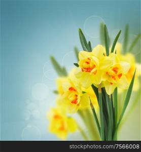 spring narcissus flowers in garden on blue bokeh background. spring narcissus garden