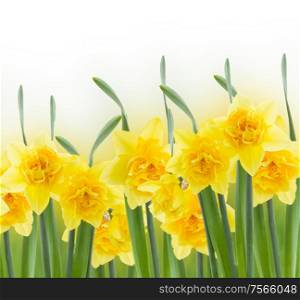 spring narcissus in garden isolated on white background