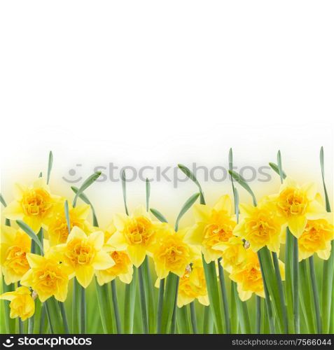 spring narcissus in garden isolated on white background. spring narcissus on white