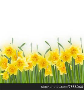 spring narcissus in garden isolated on white background. spring narcissus on white