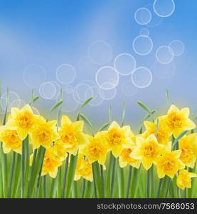 spring narcissus in garden on blue bokeh background. spring narcissus garden