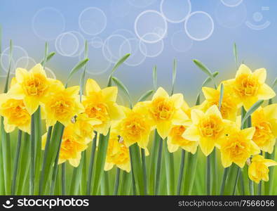 spring narcissus in garden on blue bokeh background. spring narcissus garden