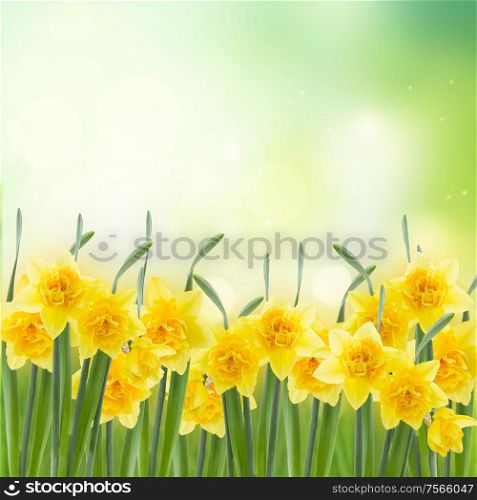 spring narcissus row in garden on green bokeh background. spring narcissus garden