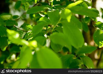 Spring natural background with beautiful leaves