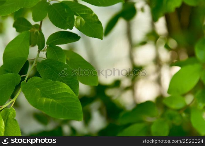 Spring natural background with beautiful leaves