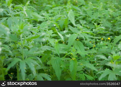 Spring natural background with beautiful leaves