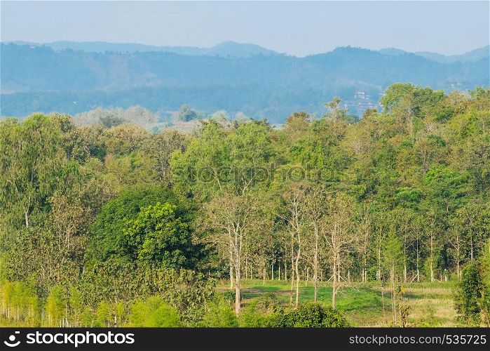 Spring nature background, Foliage forest countryside landscape, greenery tree and blue sky, background