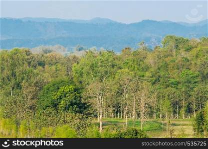 Spring nature background, Foliage forest countryside landscape, greenery tree and blue sky, background