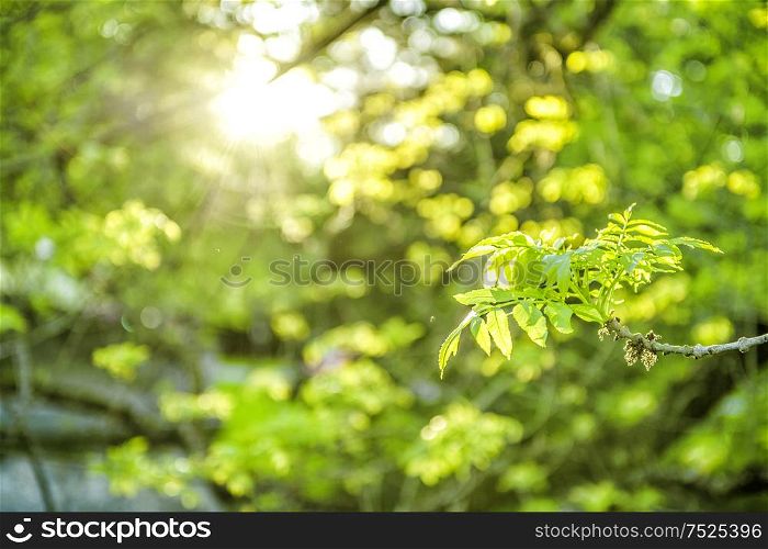 Spring nature background. Sun rays and fresh green leaves
