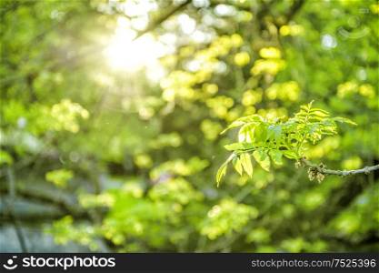 Spring nature background. Sun rays and fresh green leaves