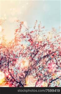 Spring nature background with cherry blossom in outdoor. Sunny spring day. Springtime concept