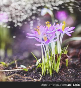 Spring nature background with crocuses blooming, outdoor