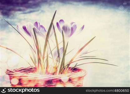 Spring nature background with crocuses flowers and bokeh