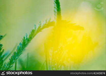 Spring nature background with grass and blue sky in the back