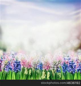 Spring nature background with hyacinths blooming plant in garden or park