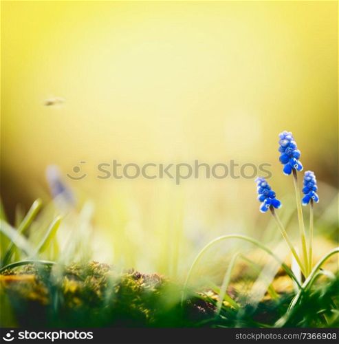 Spring nature background with lovely hyacinth flowers at blurred nature with bokeh. Sunny springtime day, outdoor