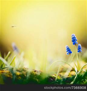 Spring nature background with lovely hyacinth flowers at blurred nature with bokeh. Sunny springtime day, outdoor