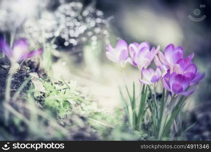 Spring nature background with pretty crocuses flowers in garden or park, outdoor