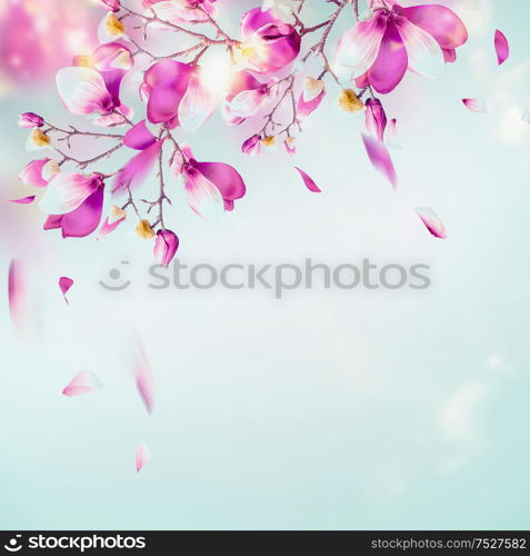 Spring nature background with pretty magnolia blooming branches at light blue background with flying petals and sunlight bokeh. Purple blossom