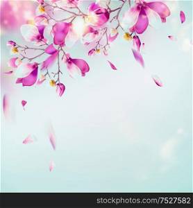 Spring nature background with pretty magnolia blooming branches at light blue background with flying petals and sunlight bokeh. Purple blossom