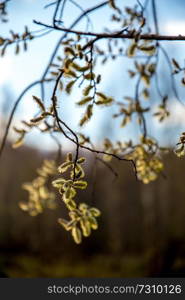 Spring nature background with pussy willow branches. Rural landscape in Latvia  pussy-willow at roadside.   