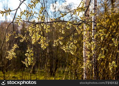 Spring nature background with pussy willow branches. Rural landscape in Latvia. Pussy-willow at roadside. 

