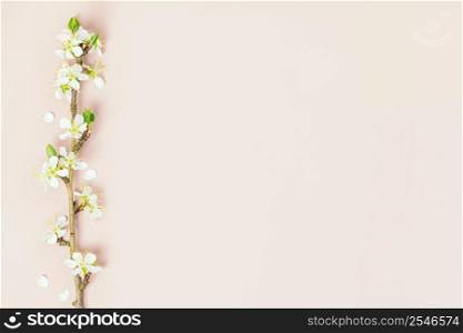 Spring nature background with spring cherry blossom branch on color background, flat lay, copy space