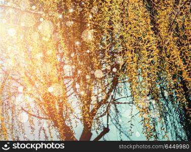 Spring nature background with yellow weeping willow blossom at sunset with bokeh