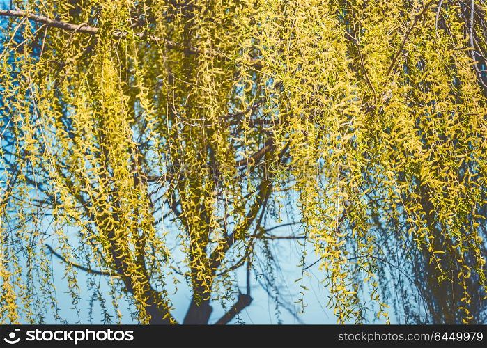 Spring nature background with yellow weeping willow blossom branches at sky