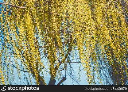 Spring nature background with yellow weeping willow blossom branches at sky