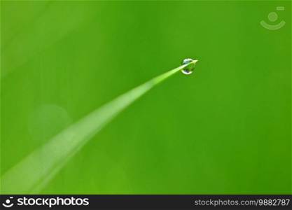 Spring nature. Dew in the grass. Fresh green concept and abstract colorful background.