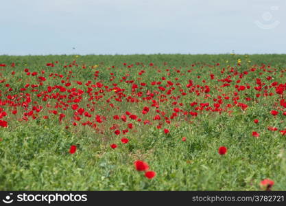 Spring nature grass and flowers in fields hiking travel