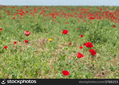 Spring nature grass and flowers in fields hiking travel