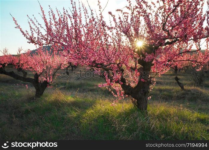 Spring of peach garden. The blossoming trees and blue sky.