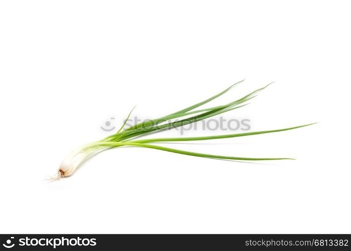 spring onion or chive isolated o white background