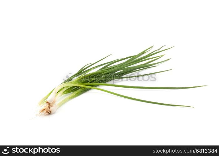spring onion or chive isolated o white background
