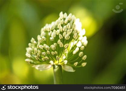 spring onion with flower and blurred background