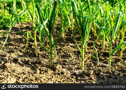 Spring onions grown in vegetable garden plots, Organically grown onions