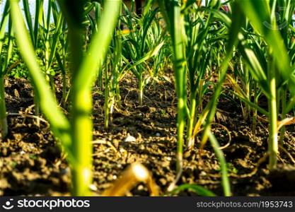 Spring onions grown in vegetable garden plots, Organically grown onions