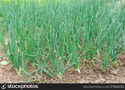 Spring Onions in the garden