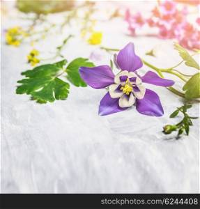 Spring or summer flowers and plants on light wooden background, close up