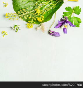 Spring or summer garden flowers with leaves on light green background, top view, place for text, border