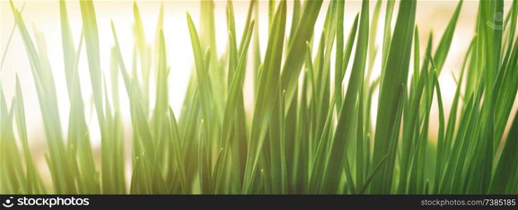 Spring or summer natural background with fresh green grass