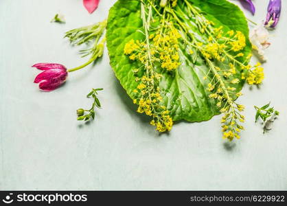 Spring or summer plant and flowers , top view, close up. Gardening concept