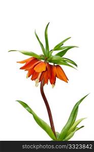 Spring orange flower isolated on the white background. Common name of plant is Crown Imperial Lily, latin name - Frittilaria imperialis