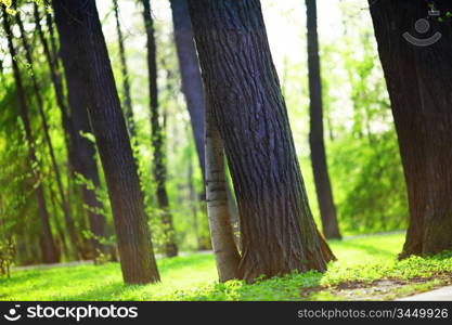 Spring Park nature background