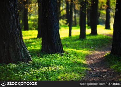 Spring Park nature background