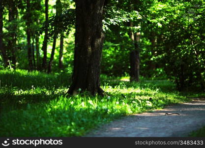 Spring Park nature background