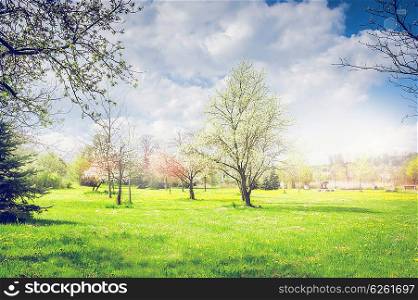 Spring park or garden with blooming fruit trees, green lawn and sky. Nature background
